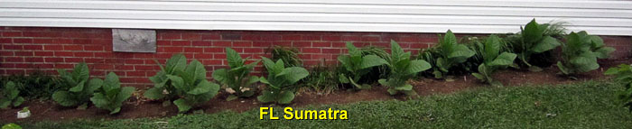 Garden20140621_1247_FLSumatra_bed_700.jpg