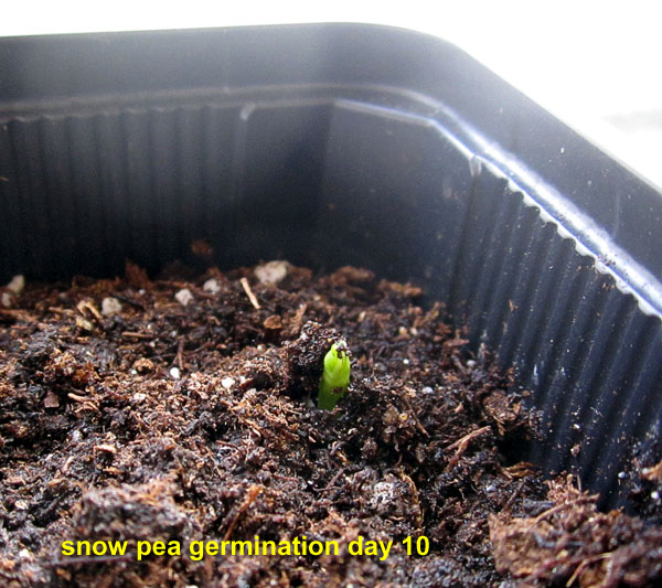 Garden20240218_7302_snowpea_germDay10_600.jpg