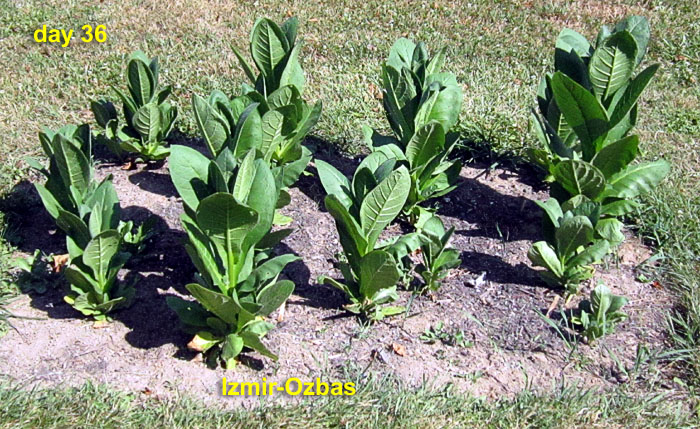 Garden20260704_7799_IzmirOzbas_bed_da36_700.jpg