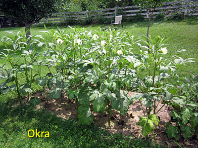 Garden20160824_2245_okra_400.jpg