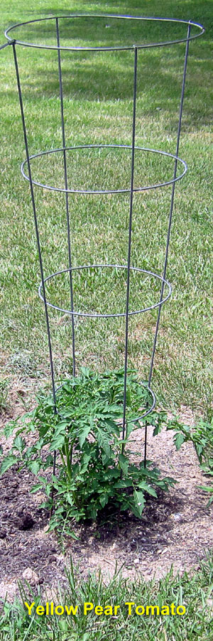 Garden20240629_7391_YellowPearTomato_300.jpg