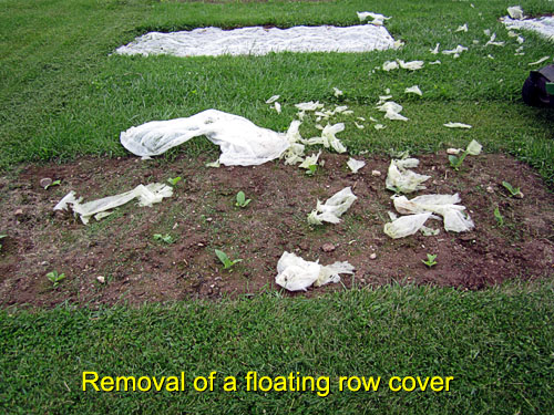 Garden20170527_2658_removalFloatingRowCover_500.jpg