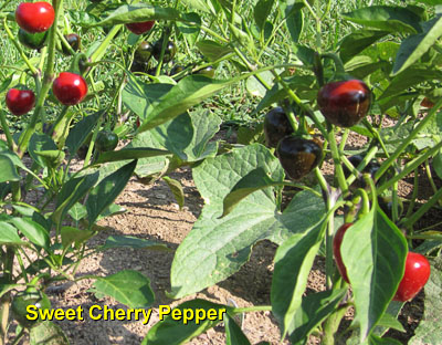Garden20140805_1419_SweetCherryPepper_400.jpg