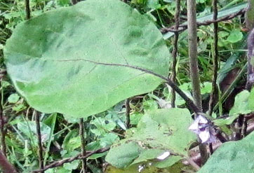 Garden20200910_5410_eggplantPingtungBlossom_362.jpg