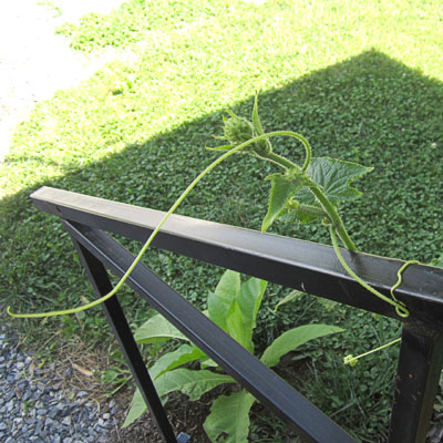 Garden20230714_7123_cukeClimbingCareer13_400.jpg
