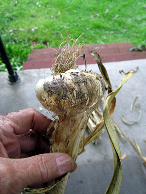 Garden20140802_1399_garlic_unpeeled_300.jpg