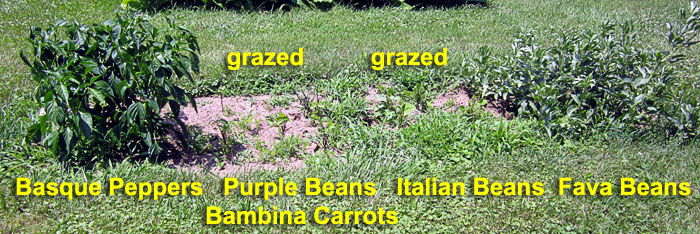 Garden20210704_5824_PeppersBeans_bed_700.jpg