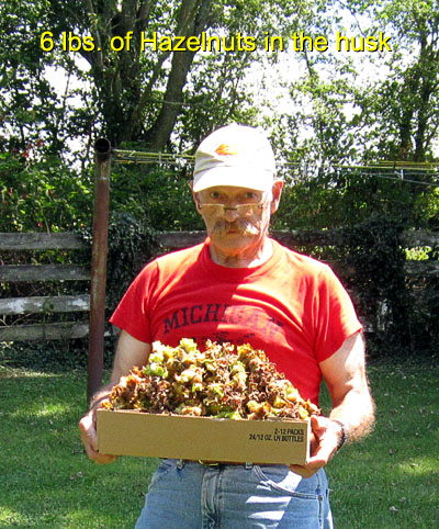 Garden20150816_2022_HazelFrom1tree_400.jpg
