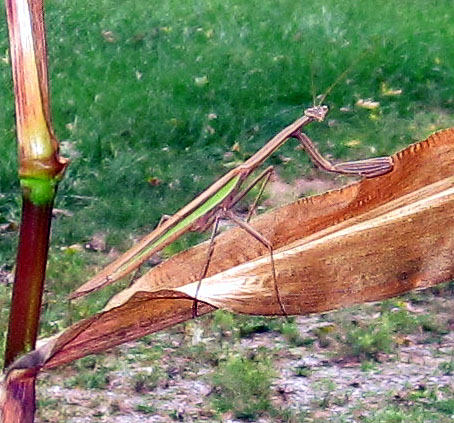 Garden20210919_6048_mantisOnCorn_closeUp_454.jpg
