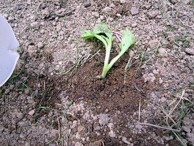 Garden20130517_621_BBseedlings_wateredTransplant_400.jpg