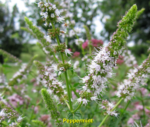 Garden20140719_1354_peppermint_blossom_500.jpg