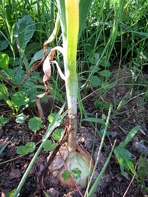 Garden20130810_886_YellowOnion_300.jpg