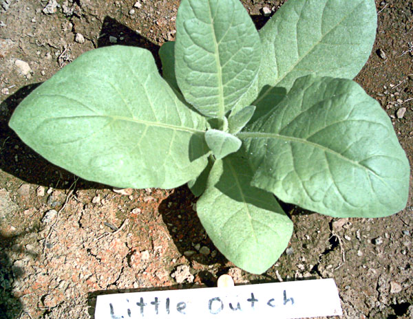 Garden_20110614_10_LittleDutch_young_600.jpg