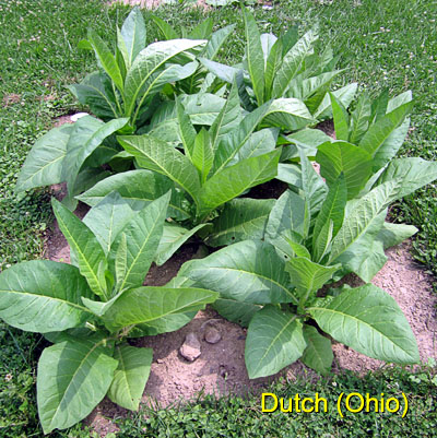 Garden20150630_1862_DutchOhio_bed_400.jpg