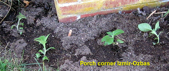Garden20260601_7764_IzmirOzbas_toPorchCorner_700.jpg