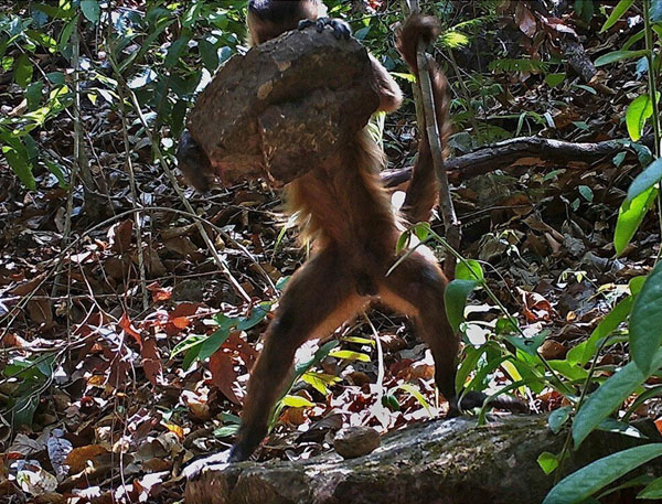 Capuchin_smashingNut_ScientificReports.jpg