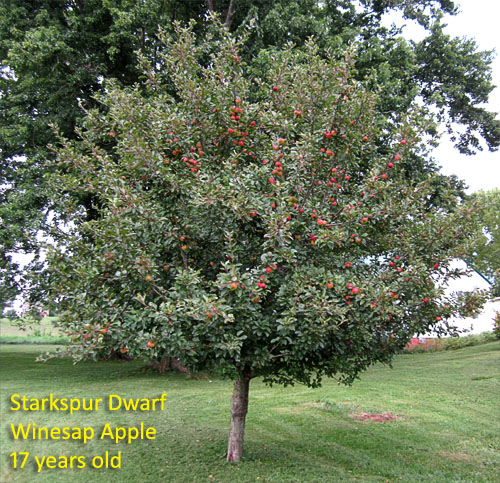 Garden20180810_3798_DwarfWinesap_500.jpg