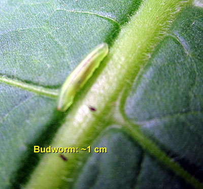 Garden20130707_750_Budworm_400.jpg