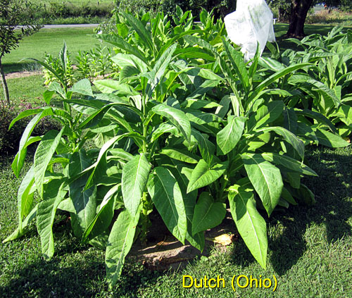 Garden20150816_2031_DutchOhio_bed_500.jpg