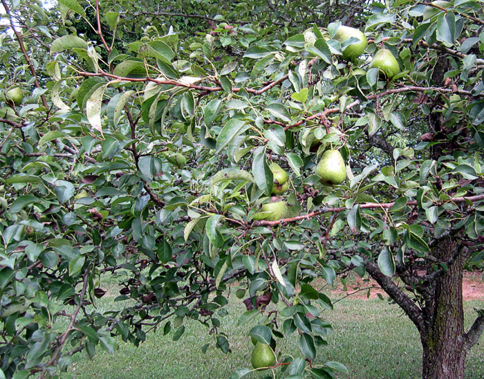 Garden20240723_7411_pears_inTree_700.jpg