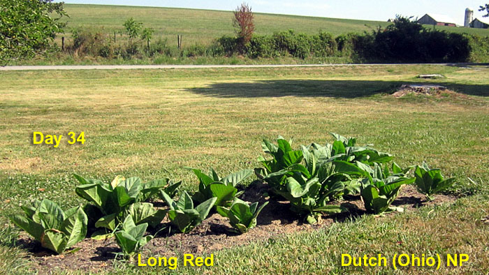 Garden20260704_7798_DutchOhio_LongRed_bed_34da_700.jpg