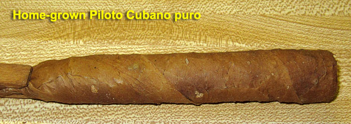 Garden20210726_5913_cigar_PilotoCubanoPuro_700.jpg