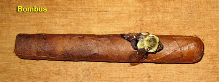 Garden20260514_7752_cigar_Bombus_700.jpg