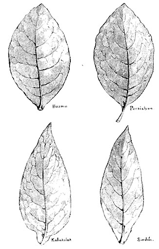 TurkishTobacco_Leaves.jpg
