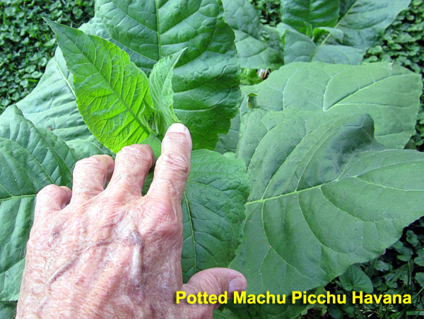 Garden20220629_6502_MachuPicchu_potted_bud_600.jpg