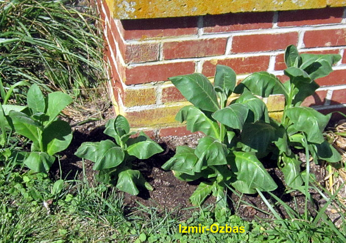 Garden20260704_7794_IzmirOzbas_porchCorner_da33_700.jpg