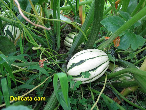Garden20210716_5858_DelicataSquash_600.jpg