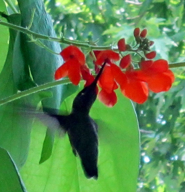 Garden20130726_846_hummingbird_vertical_600.jpg
