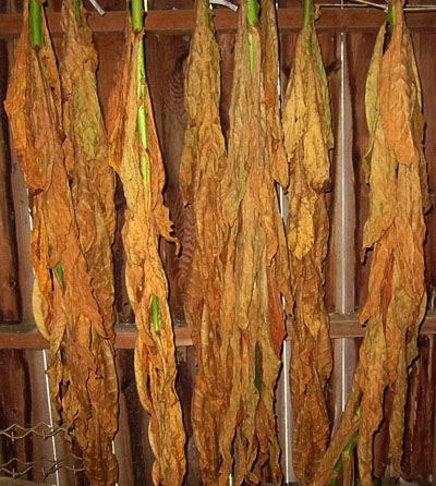 Garden20220904_6651_stalkCuring_MachuPicchu_Pieate_400.jpg