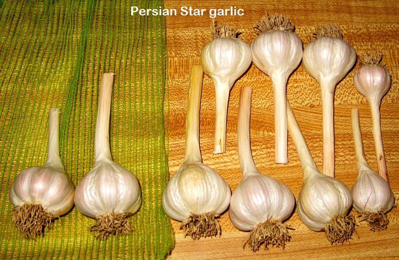 Garden20250907_7666_PersianStarGarlic_cleaned_800.jpg