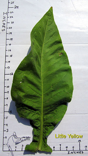 Garden20120721_390_LittleYellow_leafSize_300.jpg