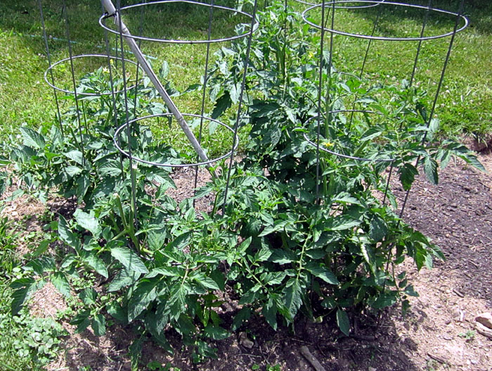 Garden20260621_7784_tomatoes_pruned_700.jpg