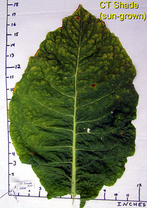 Garden20120807_443_CtShade_leafSize_300.jpg
