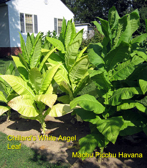 Garden20150816_2034_Chillards_v_MachuPicchu_500.jpg