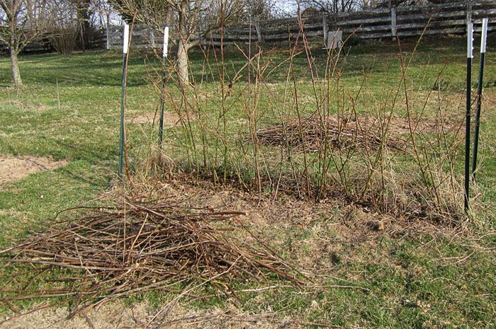 Garden20190324_4196_BlackberryCleanup_700.jpg