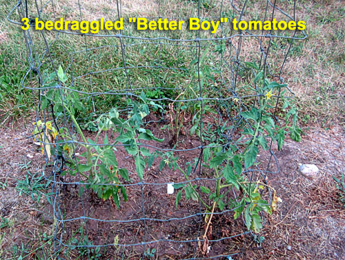 Garden20200715_5240_tomato_bed_500.jpg