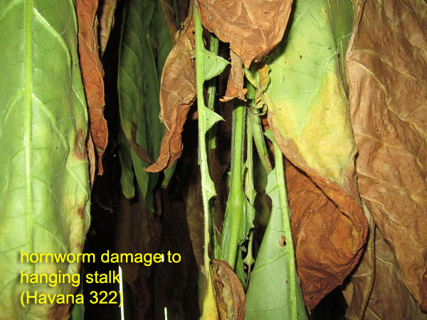 Garden20170907_3033_hornwormDamage_hangingHavana322_600.jpg