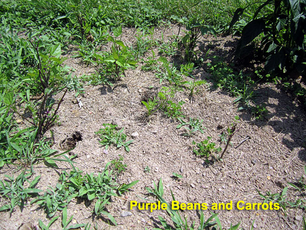 Garden20210704_5826_BeansCarrots_closeup_600.jpg