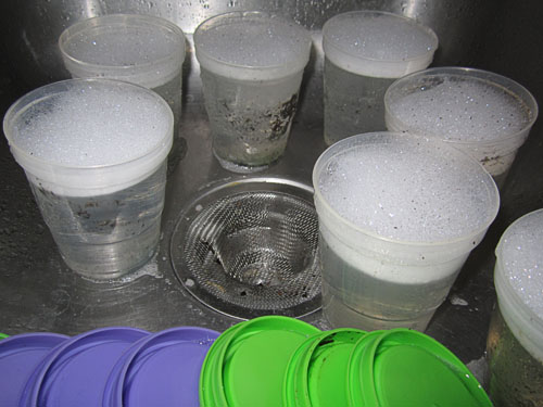 Garden20200220_4940_germinationCups_soaking_600.jpg
