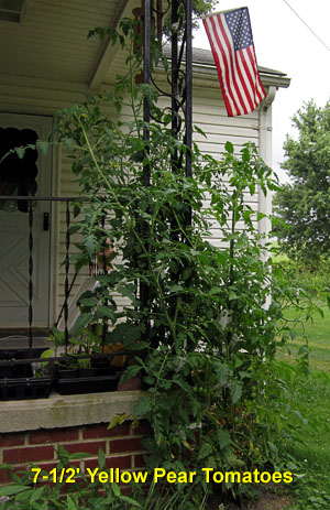 Garden20140724_1372_YellowPearTomatoes_300.jpg