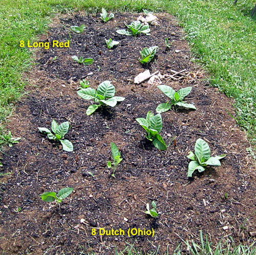 Garden20260618_7779_DutchOhio_LongRed_bed_18da_500.jpg
