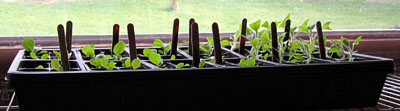 Garden20170416_2561_seedlingTray4_400.jpg