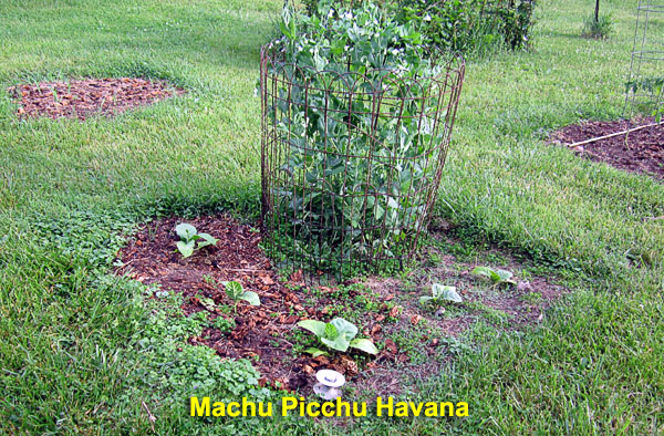 Garden20220522_6357_MachuPicchu_peas_bed_600.jpg
