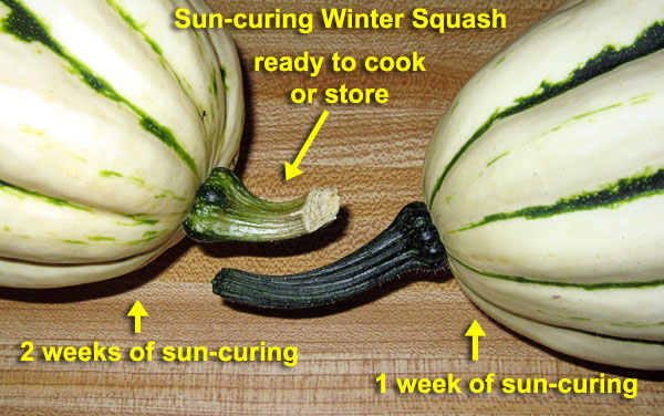 Garden20210728_5916_squash_sunCuringComparison_600.jpg