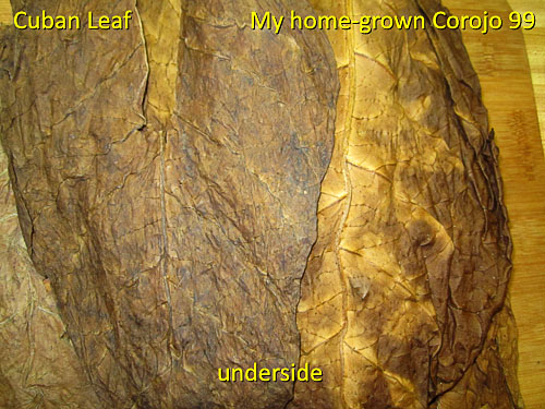 Garden20170309_2478_CubanLeafCompare_back_500.jpg