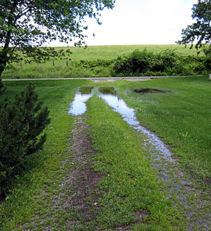 Garden20170525_2655_drivewayRain_300.jpg